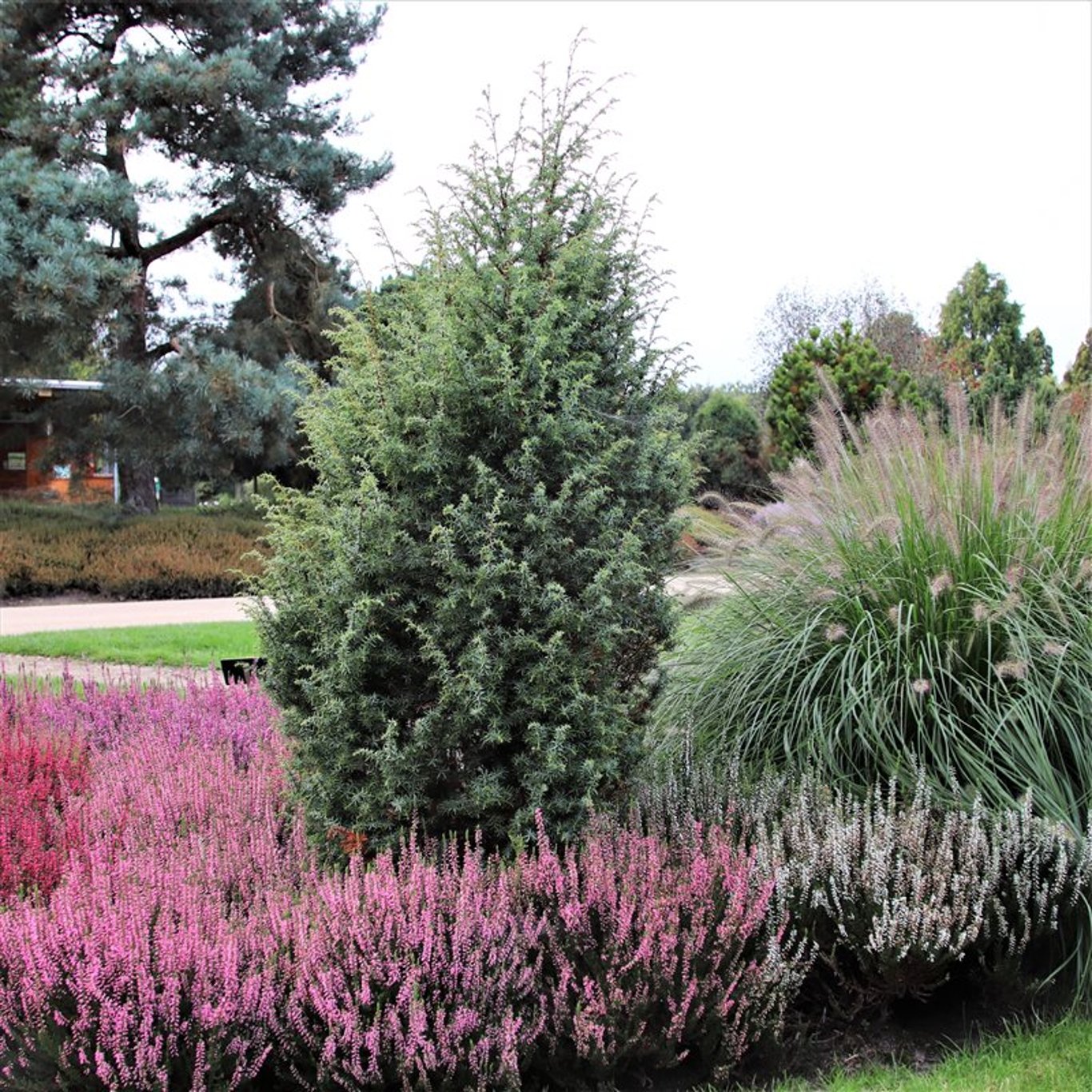 Juniperus comm. 'Suecica' - C3 50-60 CM